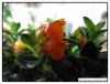 goldfish plant pictures. 골드피쉬, Goldfish plant]