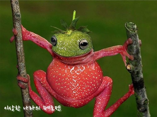 [재미있는 착시현상] 세상에서 가장 이상한동물 웃긴합성사진 / 페로젠 : 네이버 블로그