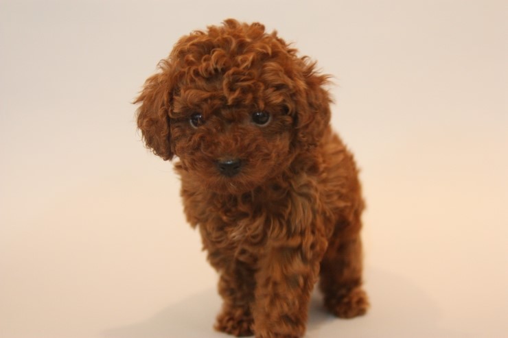 토이푸들 쉽게 키우는 방법!! : 네이버 블로그