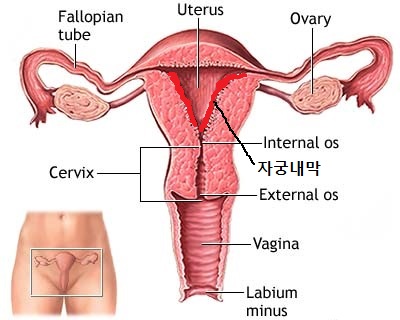 Vaginal Atrophy: The 21st Century Health Issue Affecting ...