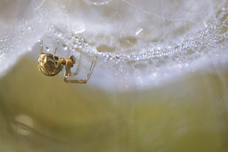 f017_wil_mijer_spider_20151222.png?type=