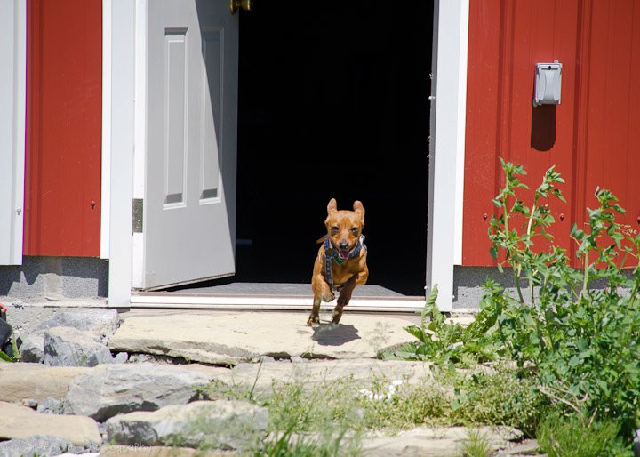 강아지가 문만 열리면 뛰어 달리는 이유 더 보기