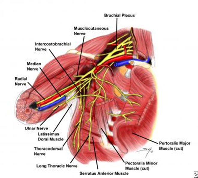 MASTECTOMY 네이버 블로그