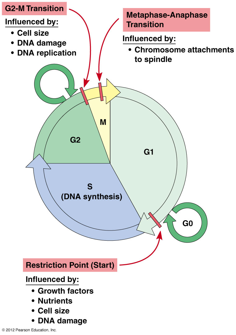 ์ฑ์ฅ์ธ์๋ค๊ณผ ์ธํฌ์ฃผ๊ธฐ : ๋ค์ด๋ฒ ๋ธ๋ก๊ทธ Biology Diagrams