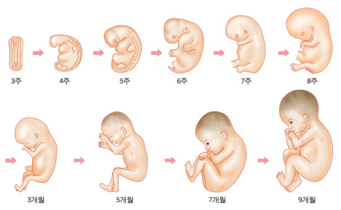 임신 중 태아의 발달 P40 네이버 블로그 