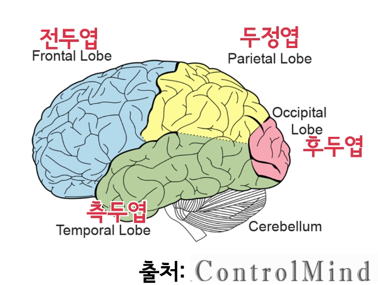 [뇌의 구조] 전두엽, 측두엽, 후두엽, 두정엽의 기능과 역할/ 해마, 편도체 기능과 역할 : 네이버 블로그