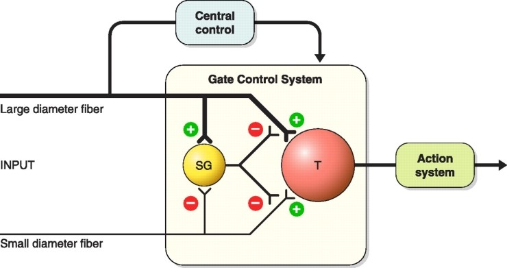 Gate Control Theory Animation